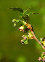 MSA RIBES NIGRUM 50 ML - Farmacia Mortise